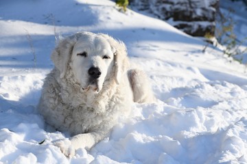 Beautiful Kuvasz (Large White Dog Breed) in Snow