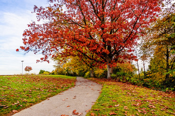 Naklejka premium empty path in an autumn park with red and yellow trees