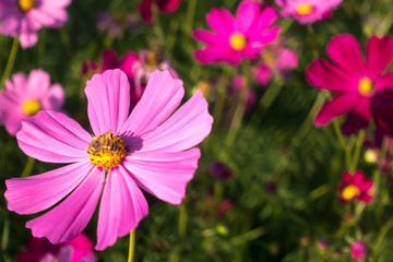 Fototapeta premium Cosmos flower in garden