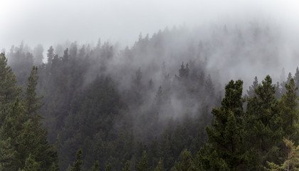 Clouds flowing through the pine trees