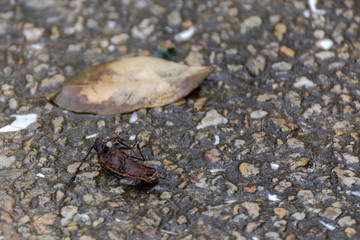 Closeup of dead cockroaches
