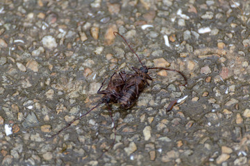 Closeup of dead cockroaches