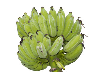 fresh cultivated banana for food