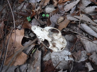 An upside down skull in a pile of leaves