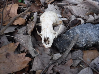 A Skull in a Pile of Leaves