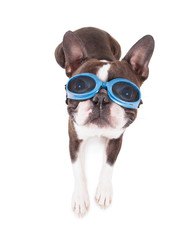 boston terrier with blue goggles on studio shot on an isolated white background
