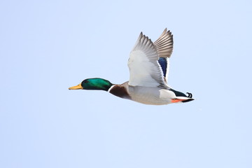 Obraz premium マガモ Mallard
