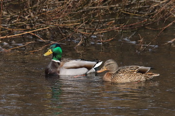 マガモのペア　Mallard