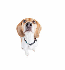 cute beagle wearing a red collar looking up studio shot isolated on a white background