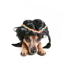 cute chihuahua wearing an indian braid wig studio shot isolated on a white background