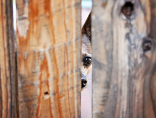 sad faced chihuahua looking between two planks of a wooden fence