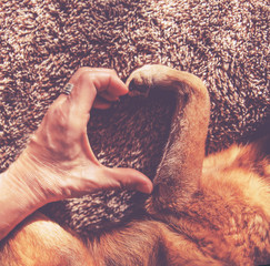 photo of a person and a dog making a heart shape with the hand and paw in natural sunlight with...