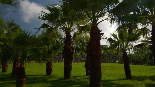 sunny day zhuhai city famous park palm panorama 4k china
