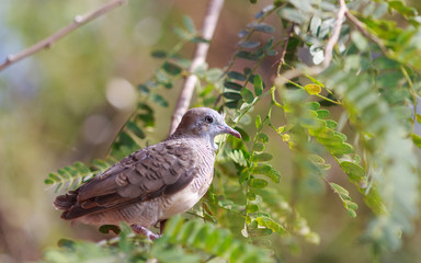 Dove on the tree