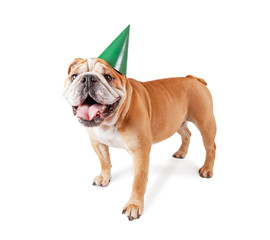 Obraz premium bulldog with a birthday party hat on studio shot isolated on a white background