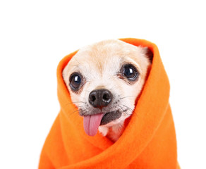 cute senior chihuahua wrapped in an orange blanket studio shot isolated on a white background