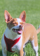 shot of a happy little chihuahua looking at the camera on fresh green grass on a warm summer day