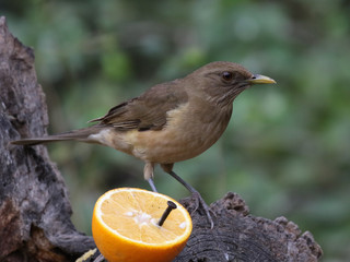 Clay-colored Thrush with Orange