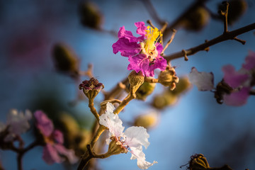 Blooming flowers in spring