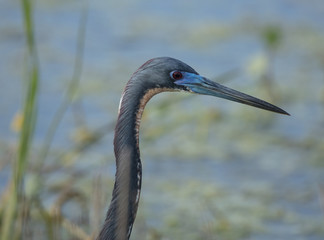 little blue heron gets a close up head shot
