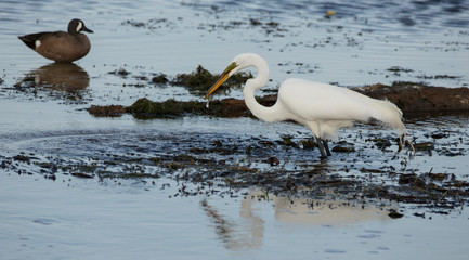 great egret catches a fish at sunset