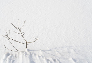 冬　雪　枯れ草　素材