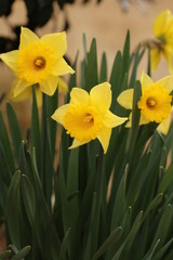 Obraz premium スイセン