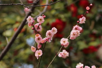 梅