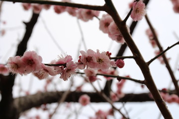 梅