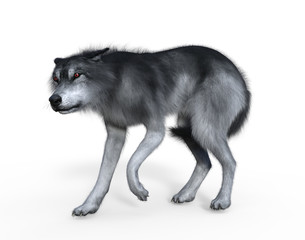 3D rendering of a white wolf isolated on white background