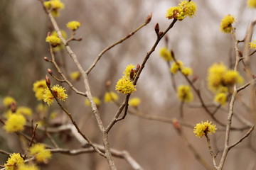 サンシュユ.の花