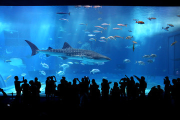 A Great Shark In An Aquarium