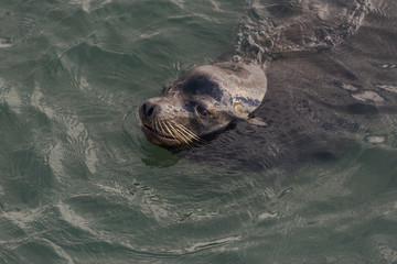 Obraz premium Sea lion portrait swimming in the Pacific Ocean 