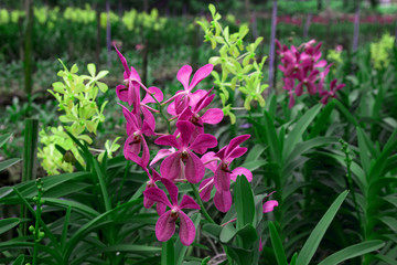 Beautiful orchids in farm