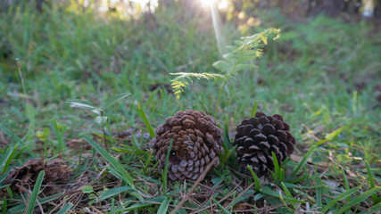 Sun Shinning on Two Pine Cones
