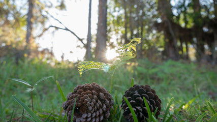 Sunset Behind Two Pine Cones