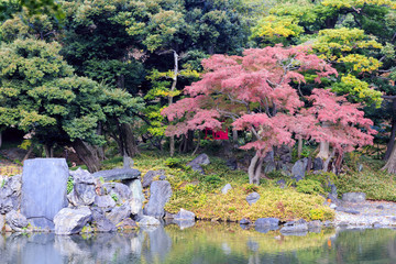 Momijis in University park in Tokyo Japan