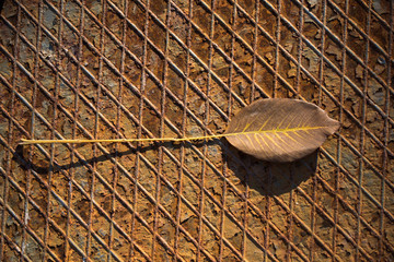 One separate dry leaf in view