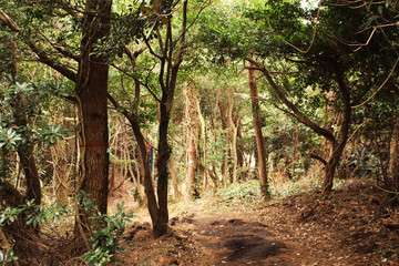 Fototapeta premium Beautiful Scenery of Jeju Island / Scenery Picture of Jeju Island, Korea
