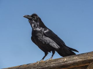 A glossy Raven perched on a fence rail