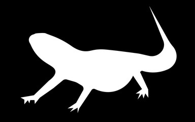 white bearded dragon silhouette on black background