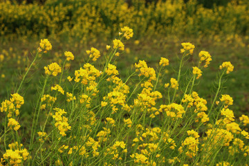 Beautiful Scenery of Jeju Island / Scenery Picture of Jeju Island, Korea