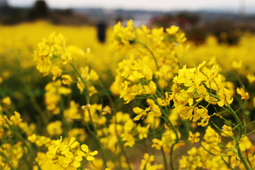 Beautiful Scenery of Jeju Island / Scenery Picture of Jeju Island, Korea