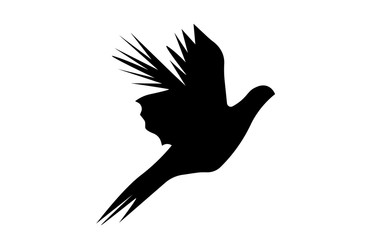 flying pheasant silhouette on white background