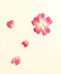 Fototapeta na wymiar ハート型の可愛いバラの花びら