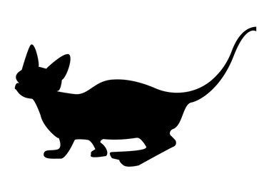 sphynx cat silhouette on white background