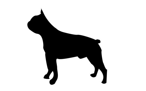 Boston Terrier Silhouette On White Background