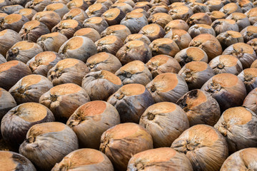 Coconut Perfume is cutting head for Breeds
