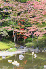 Momijis in University park in Tokyo Japan