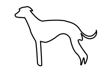 whippet silhouette outline on white background